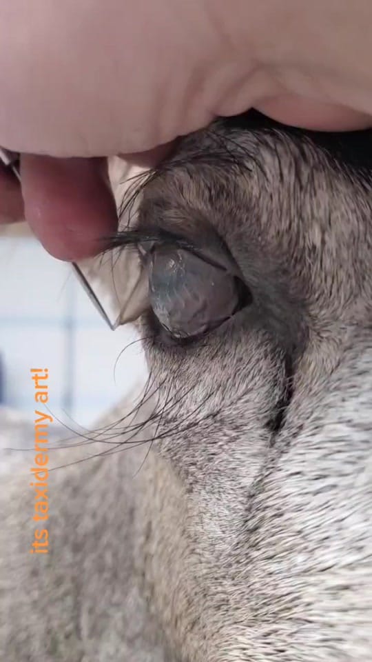 Post 10 by Coots Taxidermy on TikTok (video)