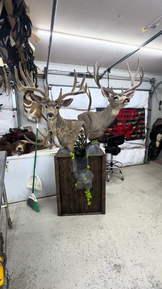 Post 1 by Coots Taxidermy on TikTok (video)
