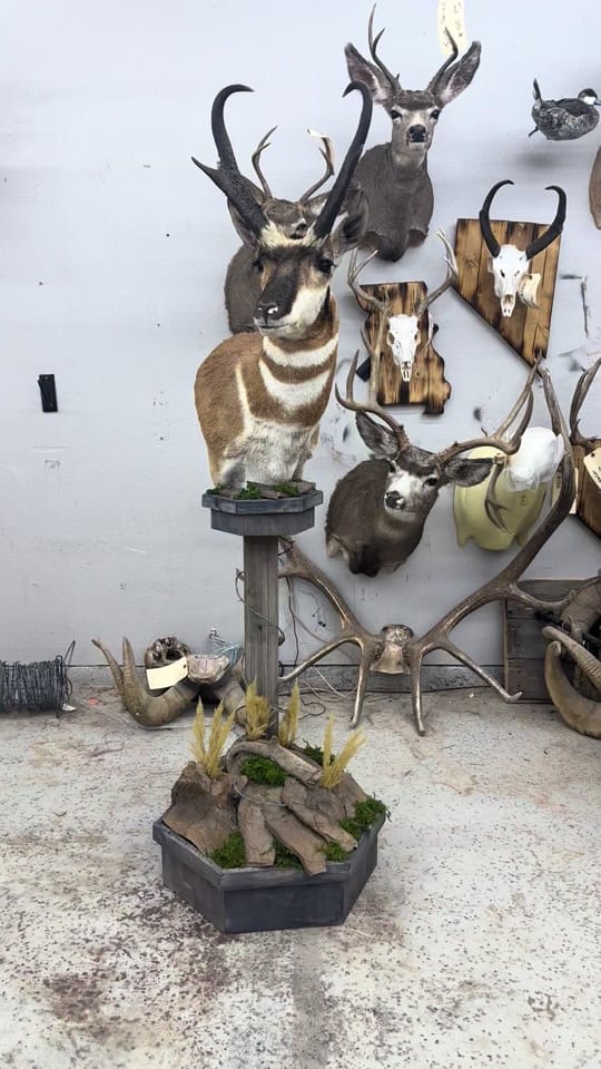 Post 2 by Coots Taxidermy on TikTok (video)