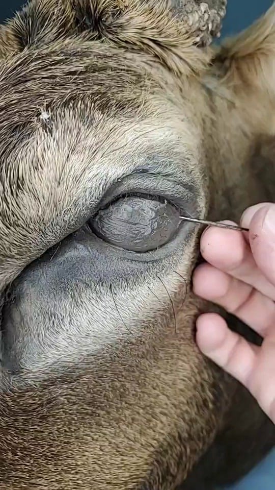 Post 9 by Coots Taxidermy on TikTok (video)