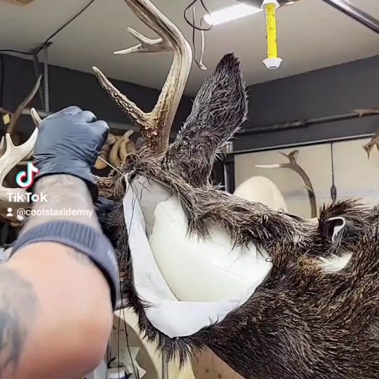 Post 4 by Coots Taxidermy on TikTok (video)