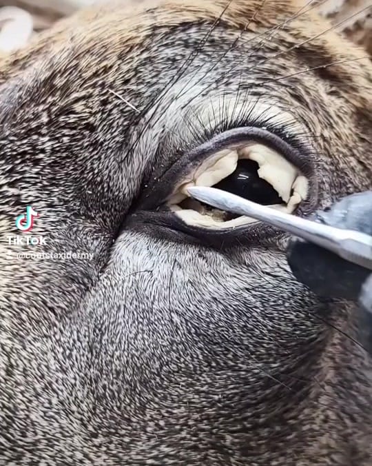 Post 5 by Coots Taxidermy on TikTok (video)