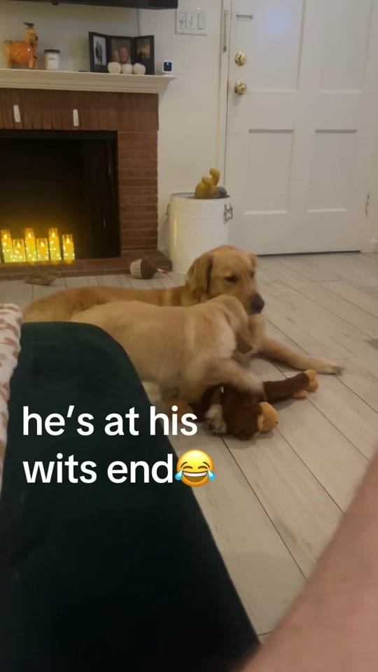 Post 1 by cooper and molly the goldens on TikTok (video)