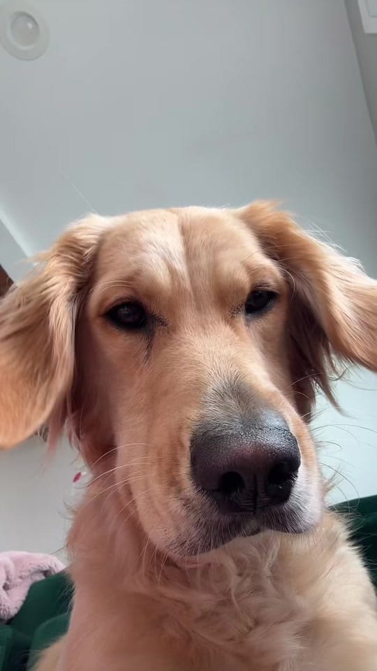 Post 2 by cooper and molly the goldens on TikTok (video)