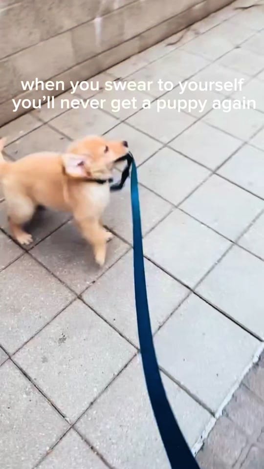 Post 10 by cooper and molly the goldens on TikTok (video)