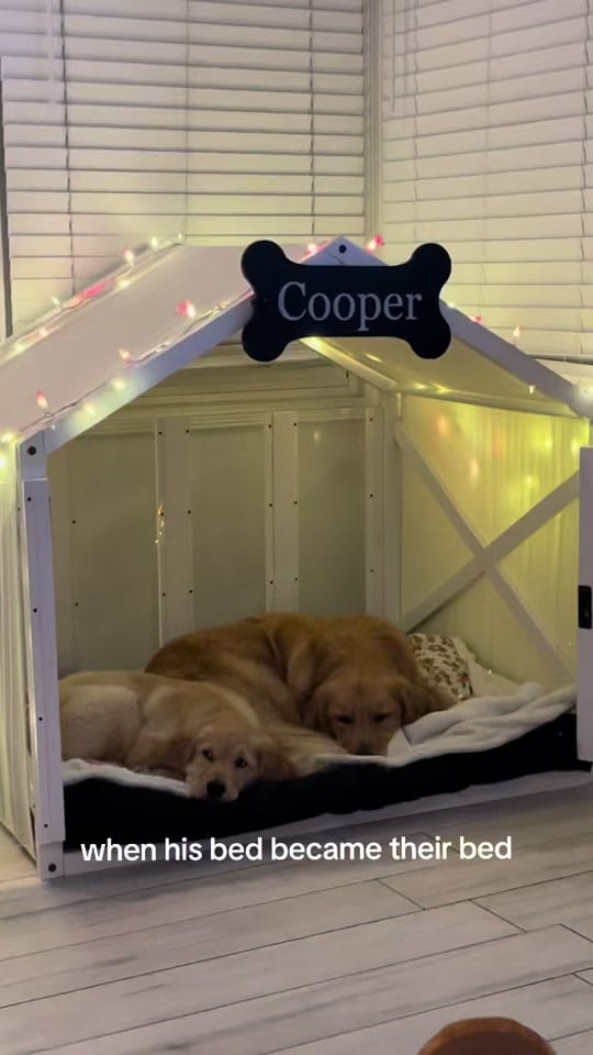 Post 4 by cooper and molly the goldens on TikTok (video)