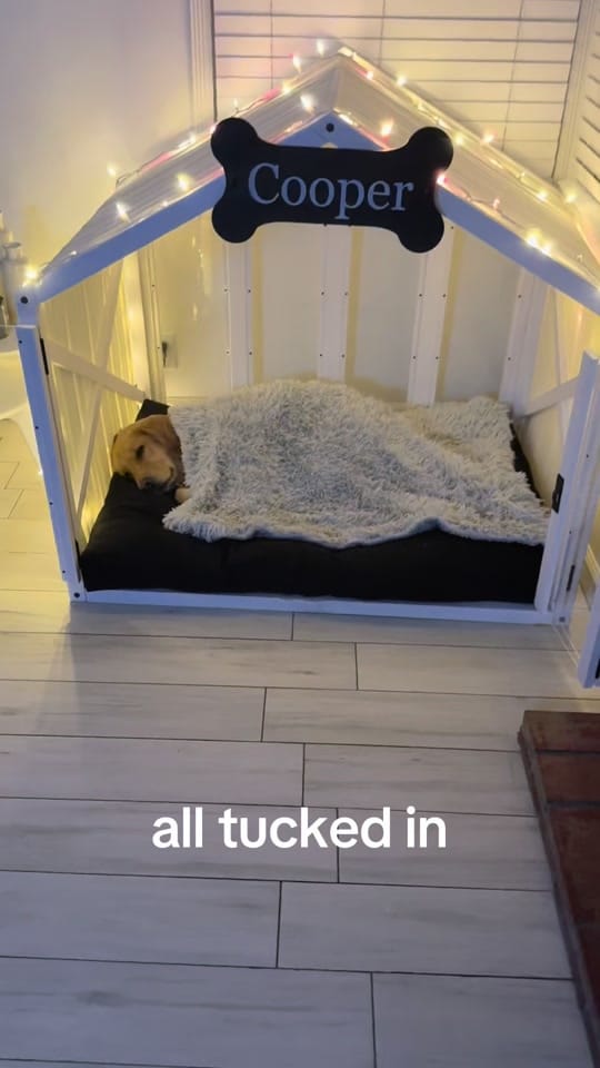 Post 3 by cooper and molly the goldens on TikTok (video)