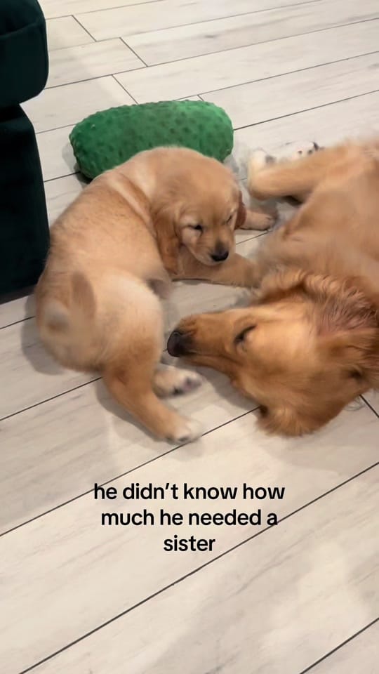 Post 6 by cooper and molly the goldens on TikTok (video)