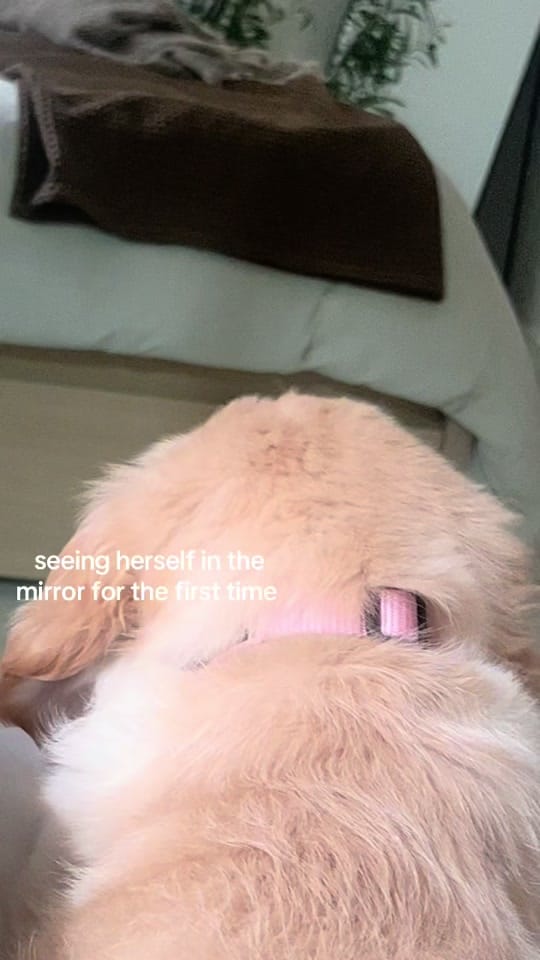 Post 7 by cooper and molly the goldens on TikTok (video)