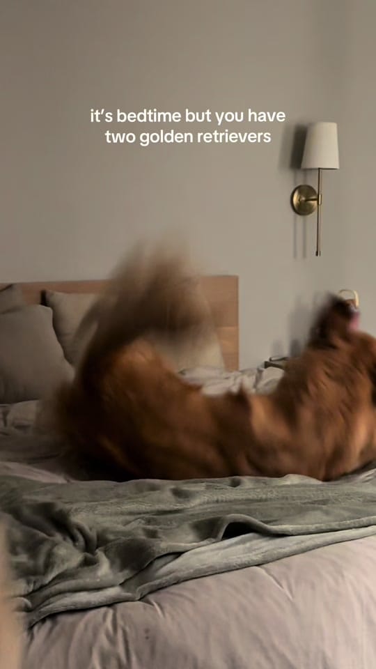 Post 5 by cooper and molly the goldens on TikTok (video)