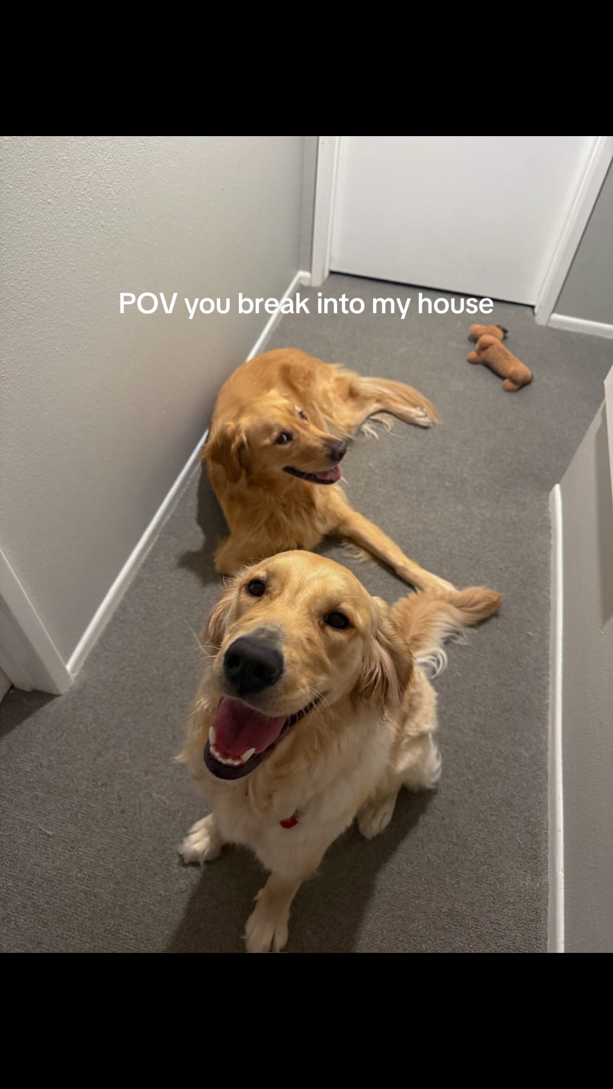 Post 9 by cooper and molly the goldens on TikTok (video)