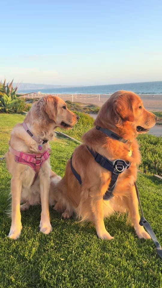 Post 8 by cooper and molly the goldens on TikTok (video)