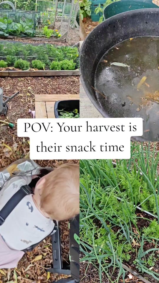 Post 3 by Liz Make it | Grow it on TikTok (video)