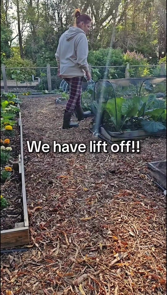 Post 2 by Liz Make it | Grow it on TikTok (video)