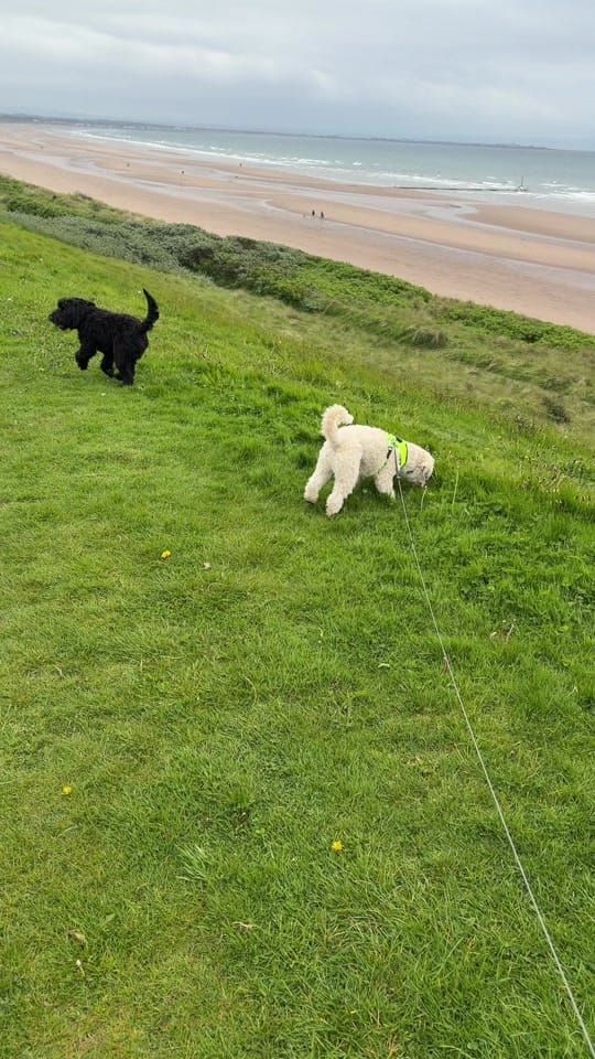 Post 3 by Clare 🏴󠁧󠁢󠁳󠁣󠁴󠁿 on TikTok (video)
