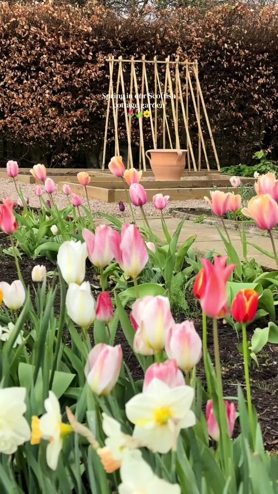 Post 3 by Hollie Berries 🪿 on TikTok (video)
