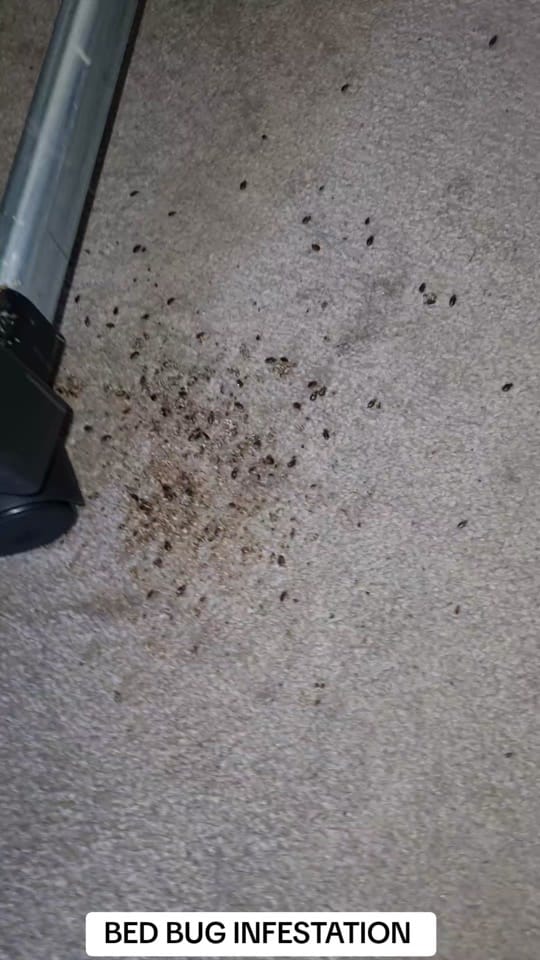 Post 9 by Porters-Pest-Control-Ltd on TikTok (video)