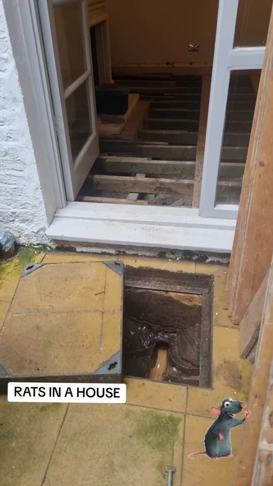 Post 8 by Porters-Pest-Control-Ltd on TikTok (video)