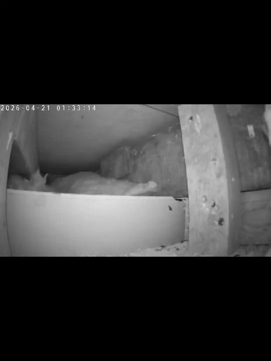 Post 7 by Porters-Pest-Control-Ltd on TikTok (video)