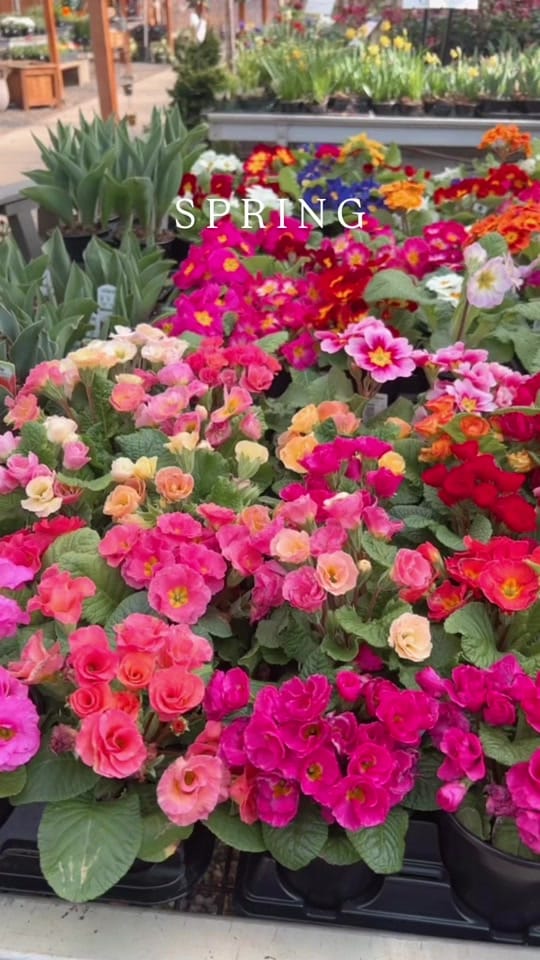 Post 7 by vwshomeandgarden on TikTok (video)