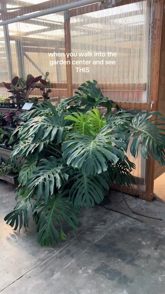 Post 9 by vwshomeandgarden on TikTok (video)
