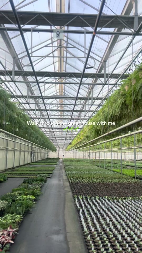 Post 8 by vwshomeandgarden on TikTok (video)