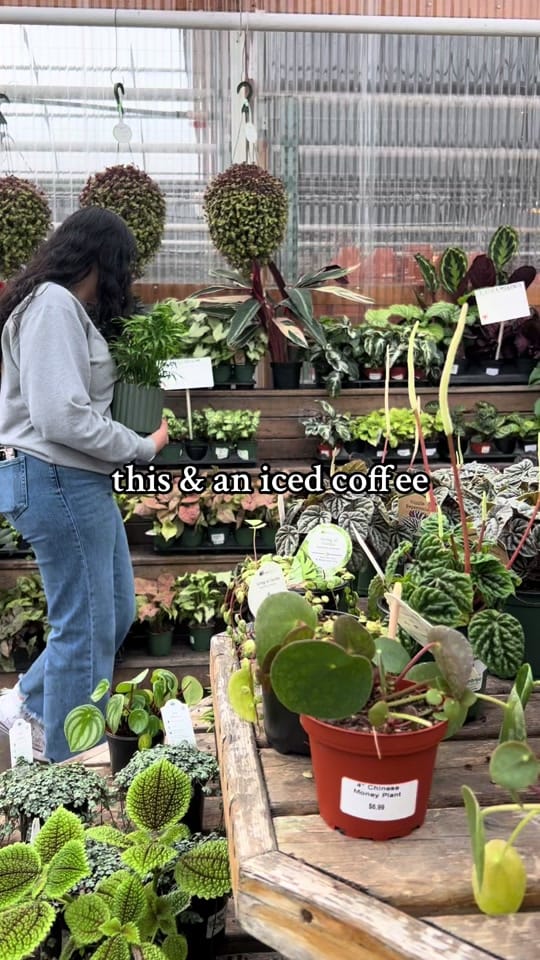 Post 5 by vwshomeandgarden on TikTok (video)