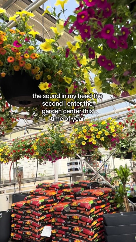 Post 2 by vwshomeandgarden on TikTok (video)