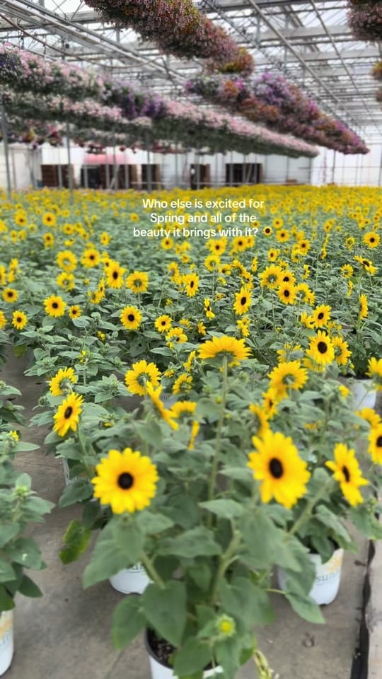 Post 10 by vwshomeandgarden on TikTok (video)