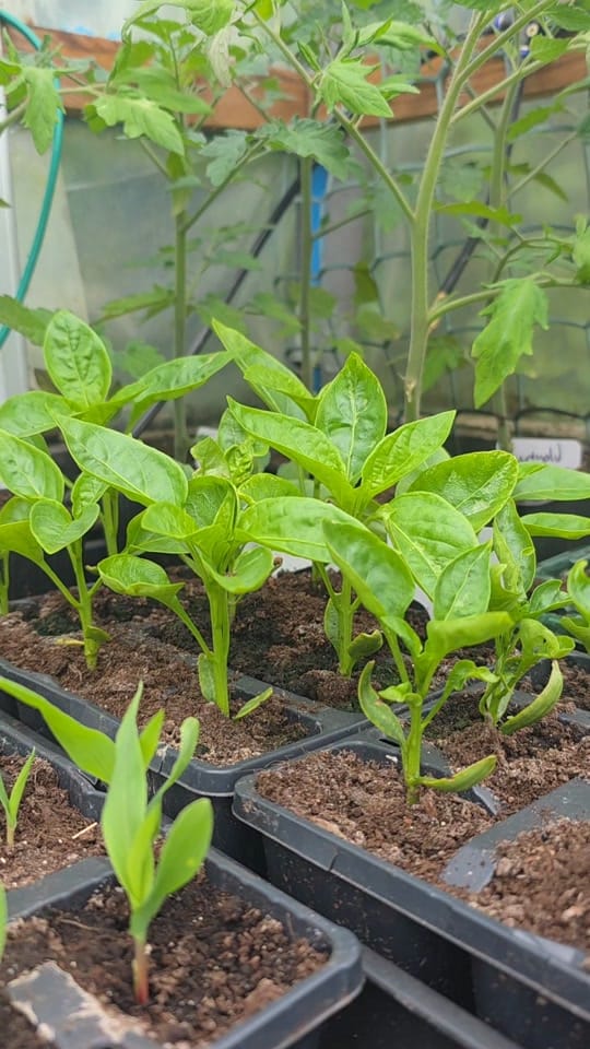 Post 5 by Coastal Gardens NW on TikTok (video)