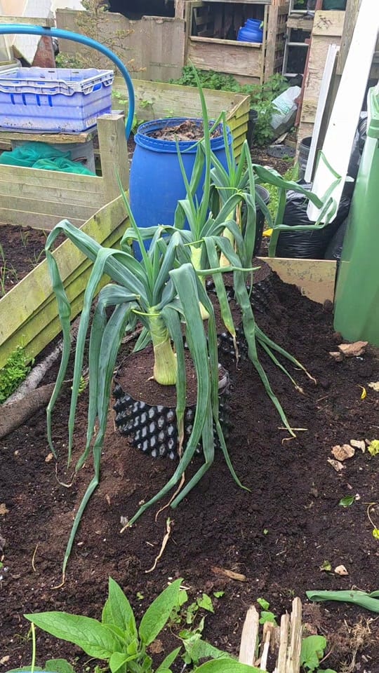 Post 1 by Coastal Gardens NW on TikTok (video)