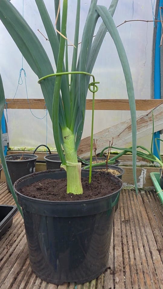 Post 7 by Coastal Gardens NW on TikTok (video)
