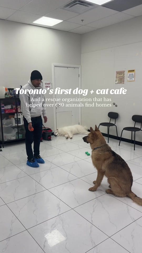 Post 5 by Keera | Ontario Travel 🇨🇦 on TikTok (video)