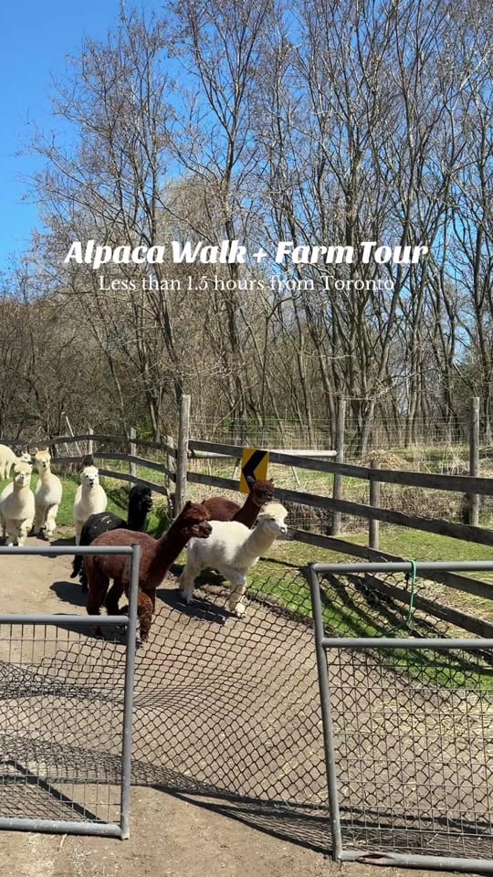 Post 7 by Keera | Ontario Travel 🇨🇦 on TikTok (video)