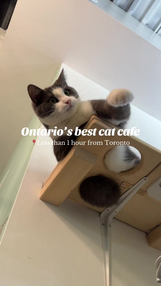 Post 2 by Keera | Ontario Travel 🇨🇦 on TikTok (video)
