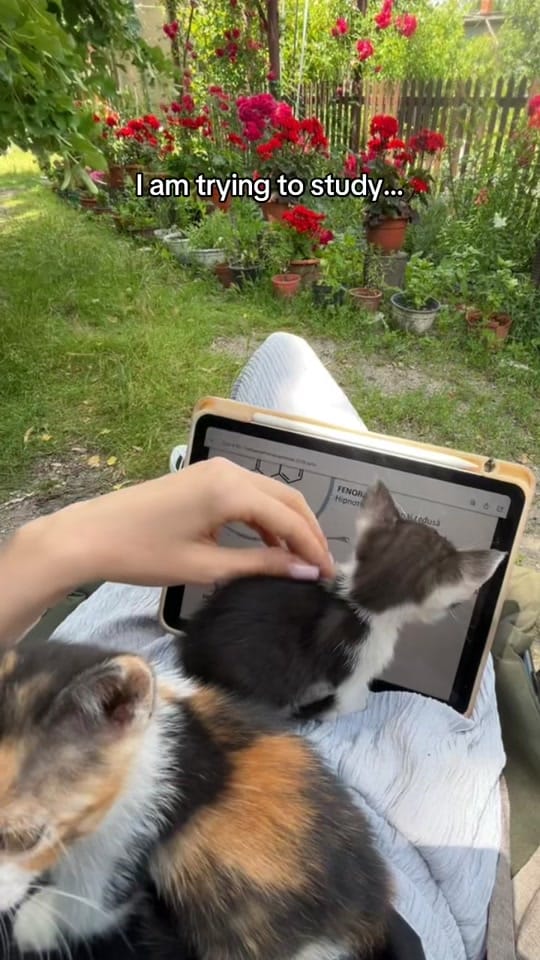 Post 1 by Maria Dinu on TikTok (video)