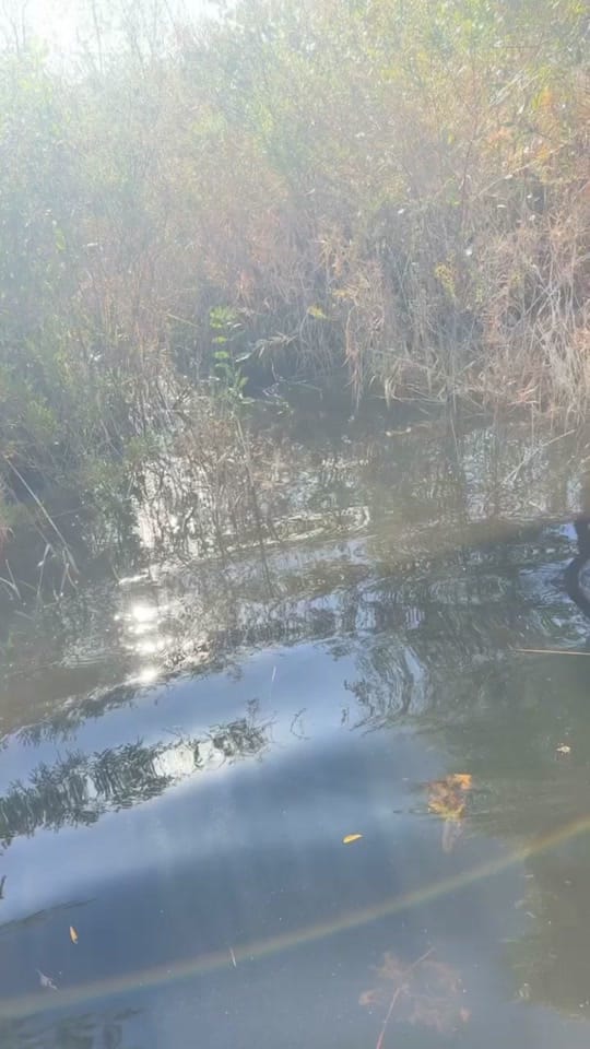 Post 1 by C. Gray on TikTok (video)