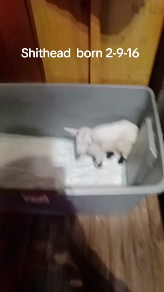 Post 6 by countryuproar on TikTok (video)