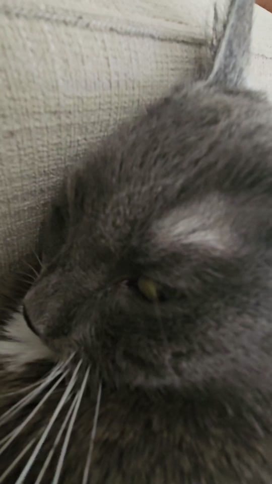 Post 5 by Louisa on TikTok (video)