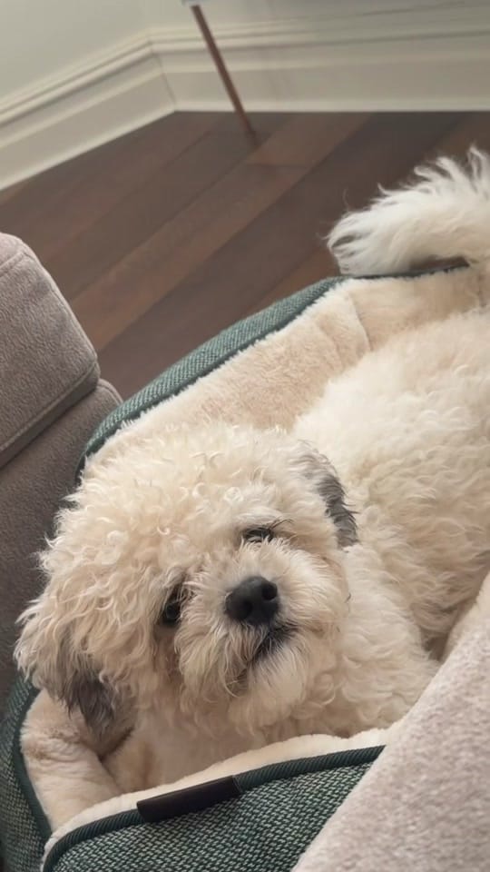 Post 3 by SprayAway_UK on TikTok (video)