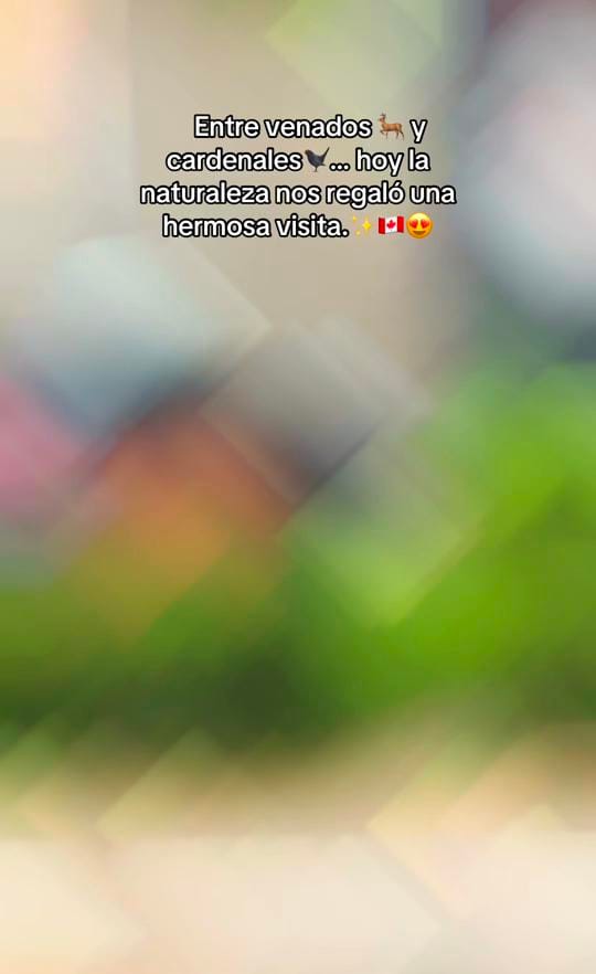 Post 2 by ✨Luci in Canada🇨🇦 on TikTok (video)