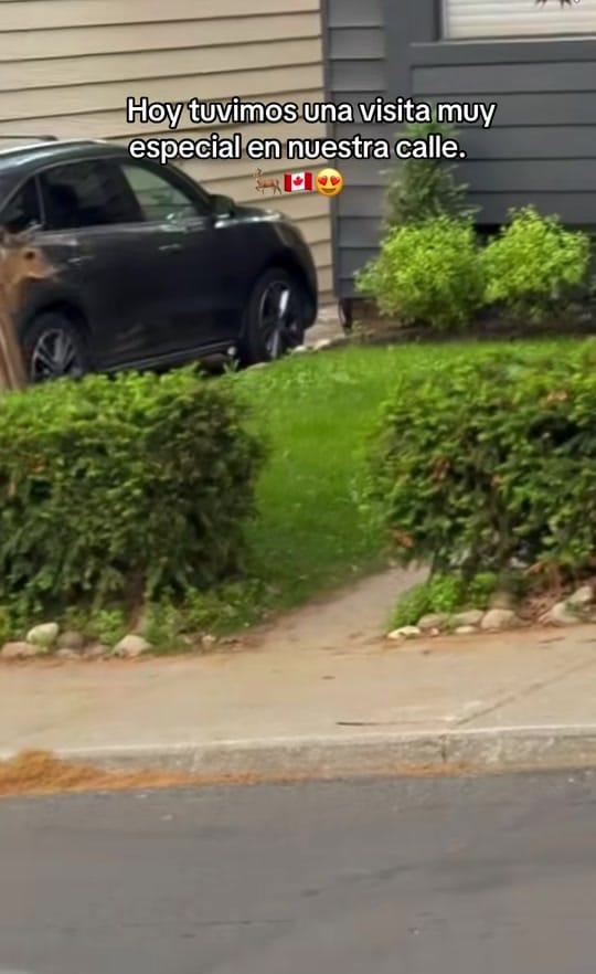 Post 4 by ✨Luci in Canada🇨🇦 on TikTok (video)