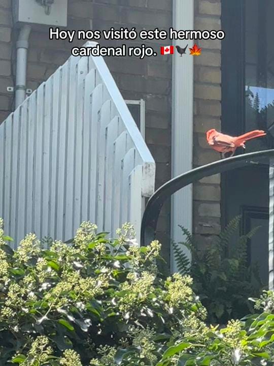 Post 3 by ✨Luci in Canada🇨🇦 on TikTok (video)