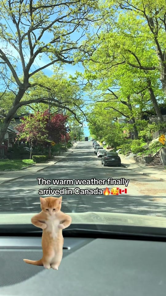 Post 7 by ✨Luci in Canada🇨🇦 on TikTok (video)