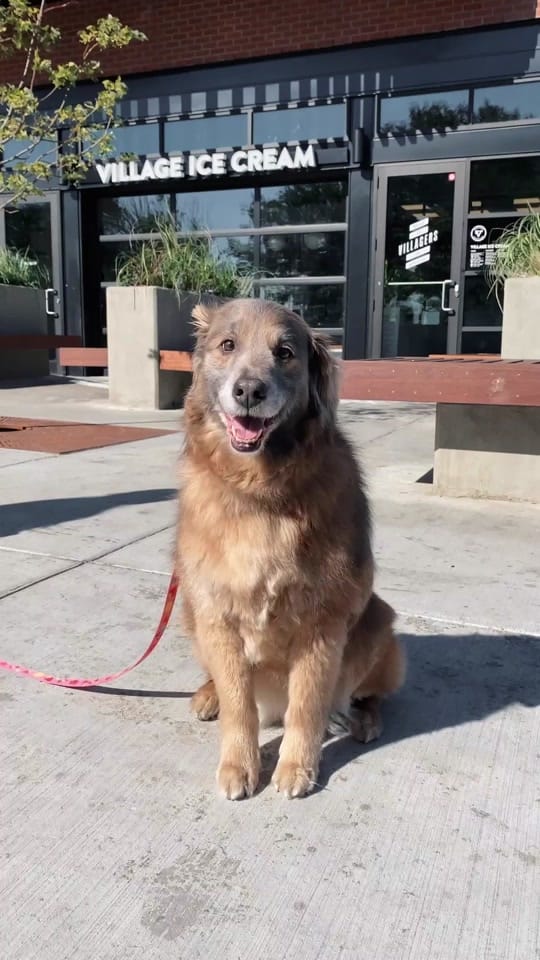 Post 6 by Village Ice Cream on TikTok (video)