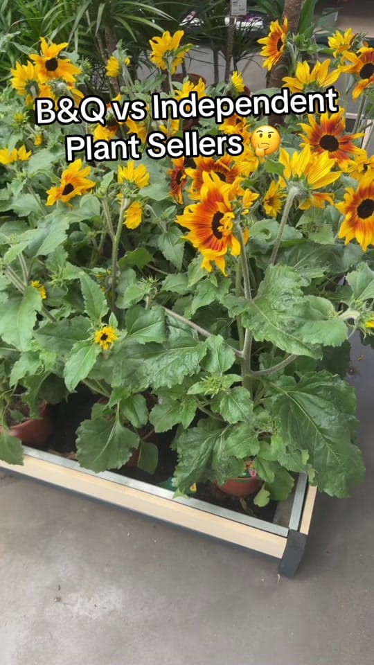 Post 3 by Jordan The Plant Guy on TikTok (video)