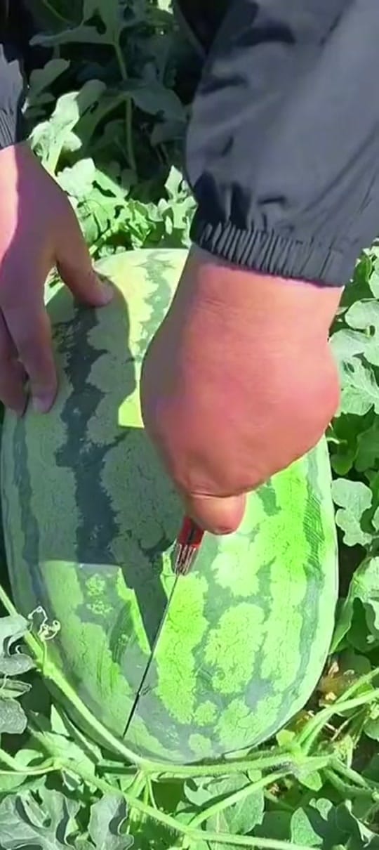 Post 10 by Kourosh on TikTok (video)