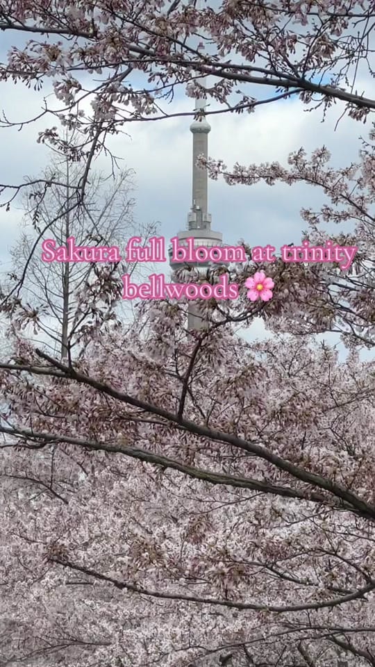 Post 10 by Toronto Chubby Donkey on TikTok (video)