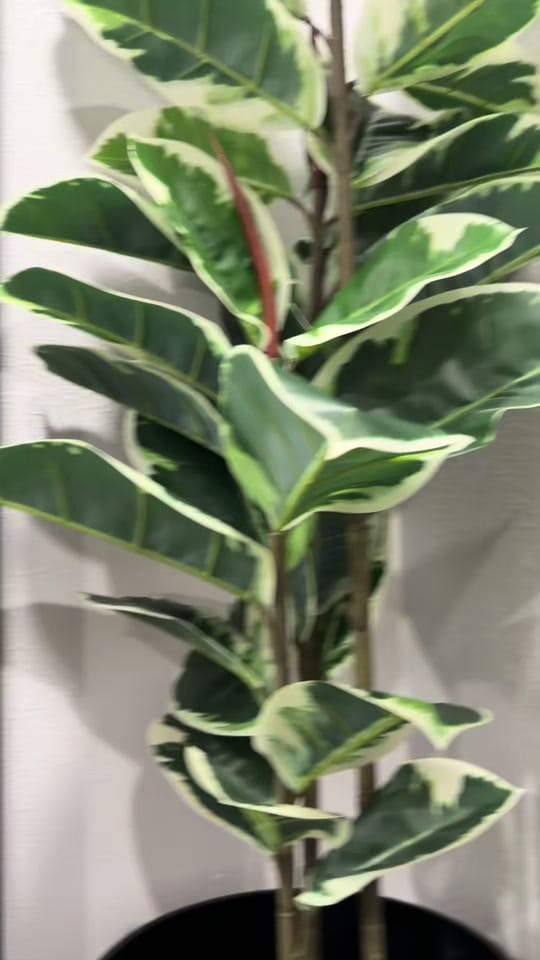 Post 1 by Drea on TikTok (video)