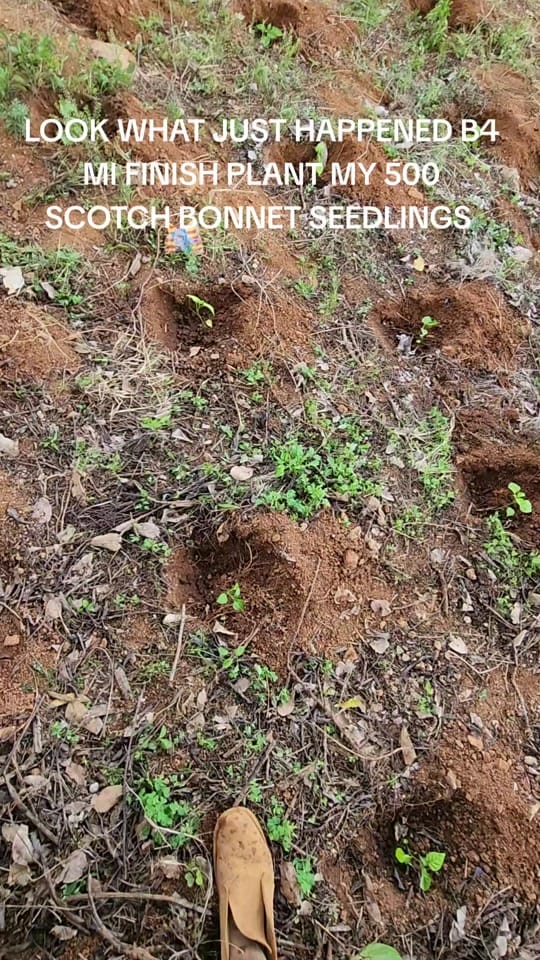 Post 10 by Seedlingsproja on TikTok (video)